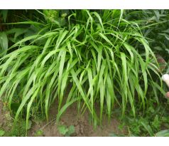 Haconechloa macra