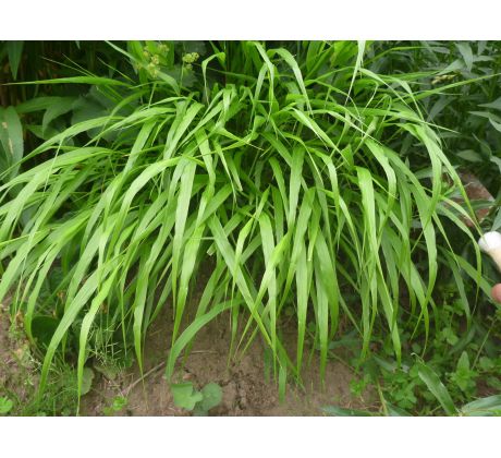 Haconechloa macra