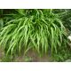 Haconechloa macra