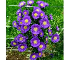 Podzimní astra 10 (Aster x Novi - Belgii)