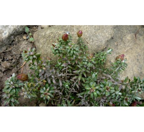 Smil (Helichrysum retortoides)