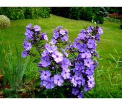 Vysoký flox 12 (Phlox paniculata)