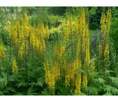 Popelivka (Ligularia przewalskii)