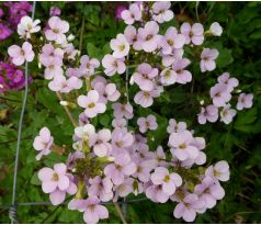 Světle růžový Huseník (Arabis caucasica)