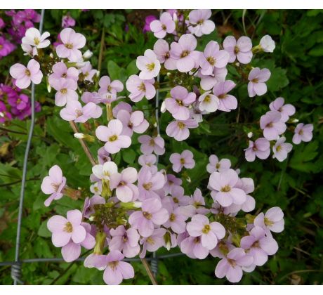 Světle růžový Huseník (Arabis caucasica)