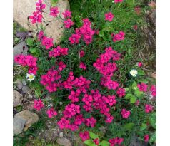 Karafiát 1 (Dianthus deltoides)