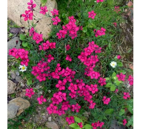 Karafiát 1 (Dianthus deltoides)