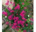 Karafiát 1 (Dianthus deltoides)