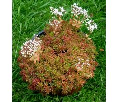 Sedum 1 (S. album Coral Carpet)