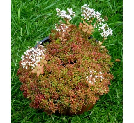 Sedum 1 (S. album Coral Carpet)