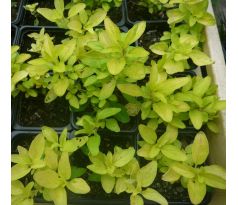 Origanum vulgare "Aurea "