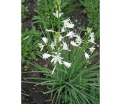 Anthericum liliago - Medvědí tráva