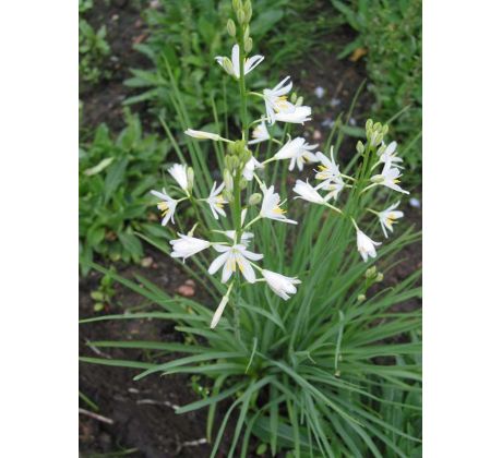 Anthericum liliago - Medvědí tráva