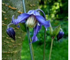 Plamének celolistý (Clematis integrifolia " Hendersonii ")