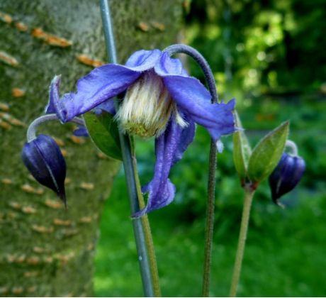 Plamének celolistý (Clematis integrifolia " Hendersonii ")