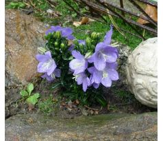 Campanula nitida - Zvonek