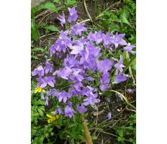 Campanula patula - Zvonek