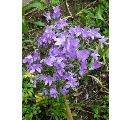 Campanula patula - Zvonek