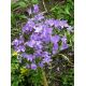 Campanula patula - Zvonek
