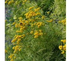 Vratič obecný (Tanacetum vulgare)