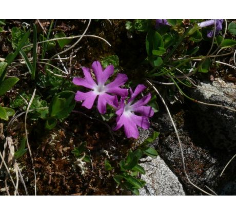 Prvosenka nejmenší(Primula minima)