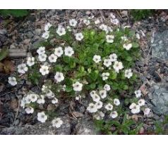 Gypsophyla cerastoides - skalkový šater