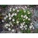 Gypsophyla cerastoides - skalkový šater