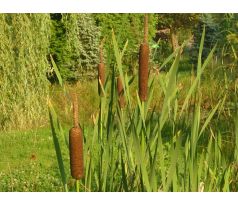 Orobinec (Typha latifolia)