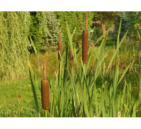 Orobinec (Typha latifolia)