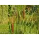 Orobinec (Typha latifolia)