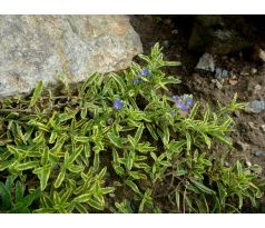 Rozrazil rozprostřený (Veronica prostrata " Variegata ")