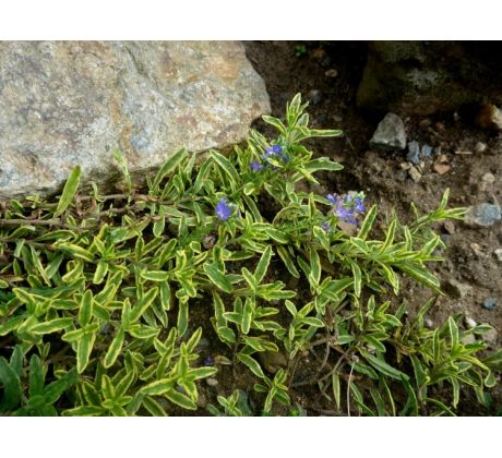 Rozrazil rozprostřený (Veronica prostrata " Variegata ")