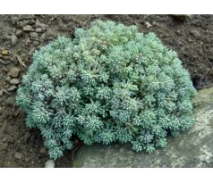 Sedum 36 (Sedum hispanicum "Purple")