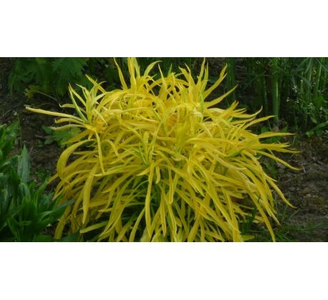 Zlatobýl zlatolistý (Solidago canadensis aurea)