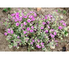 Skalkový floxík 22(Phlox amonea"Variegata")