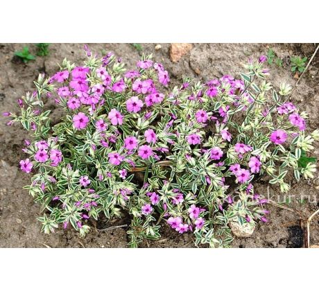 Skalkový floxík 22(Phlox amonea"Variegata")