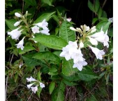 Vajgelie bílá (Weigela florida)