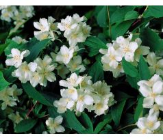 Pustoryl 1 (Philadelphus coronarius)