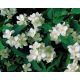 Pustoryl 1 (Philadelphus coronarius)