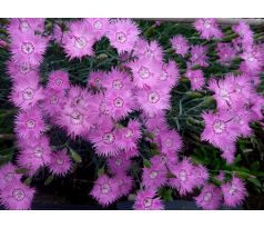 Karafiát 9 (Dianthus x plumarius)