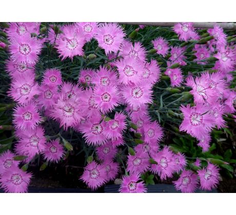 Karafiát 9 (Dianthus x plumarius)