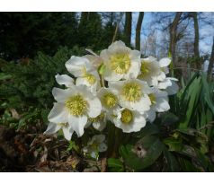 Čemeřice černá (Helleborus niger)