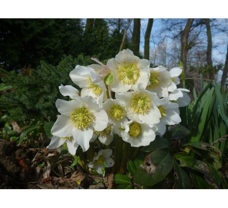 Čemeřice černá (Helleborus niger)