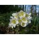 Čemeřice černá (Helleborus niger)