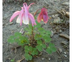 Skalkový Orlíček růžový(Aquilegia flabellata)