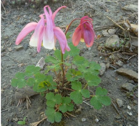 Skalkový Orlíček růžový(Aquilegia flabellata)