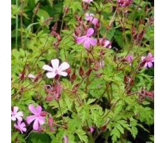 Kakost smrdutý (Geranium robertianum)