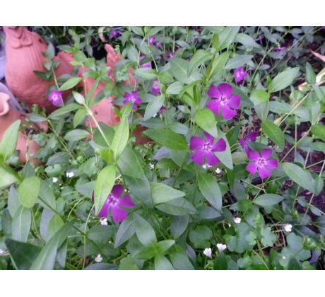 Barvínek fialový (Vinca major)