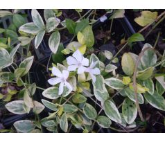 Barvínek bílý (Vinca major "Variegata")