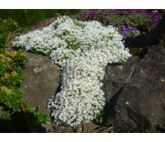 Polštářovitý floxík 15(Phlox covillei)